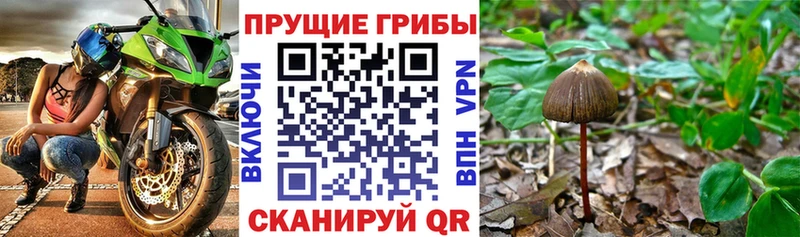 дарнет шоп  Ишим  Галлюциногенные грибы прущие грибы 